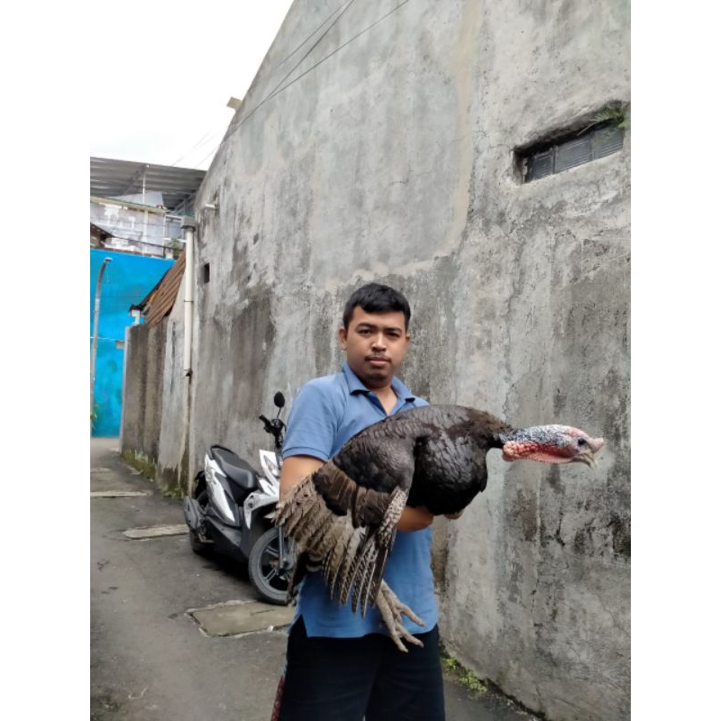 kalkun dewasa atau indukan