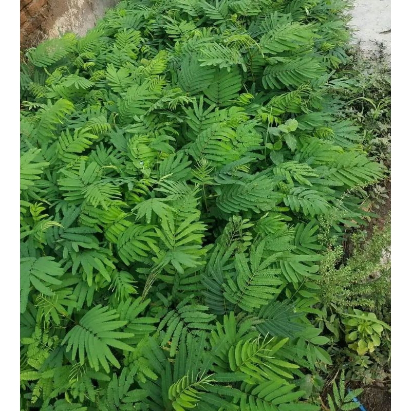 Bibit kaliandra merah pagoda kaliandra lusiana