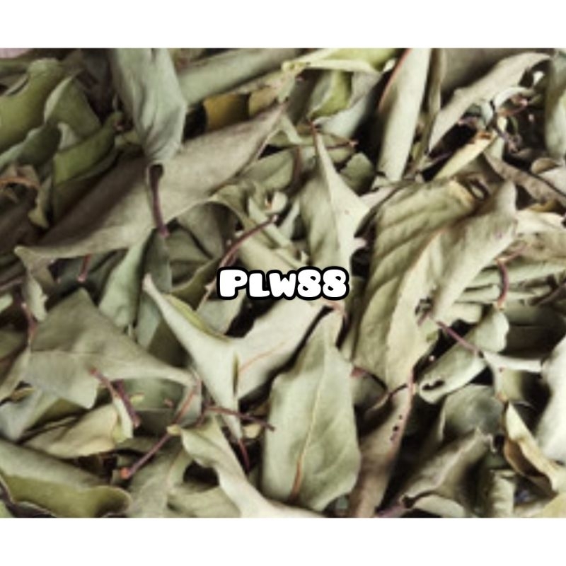 

Benalu kelor kering asli organik alami