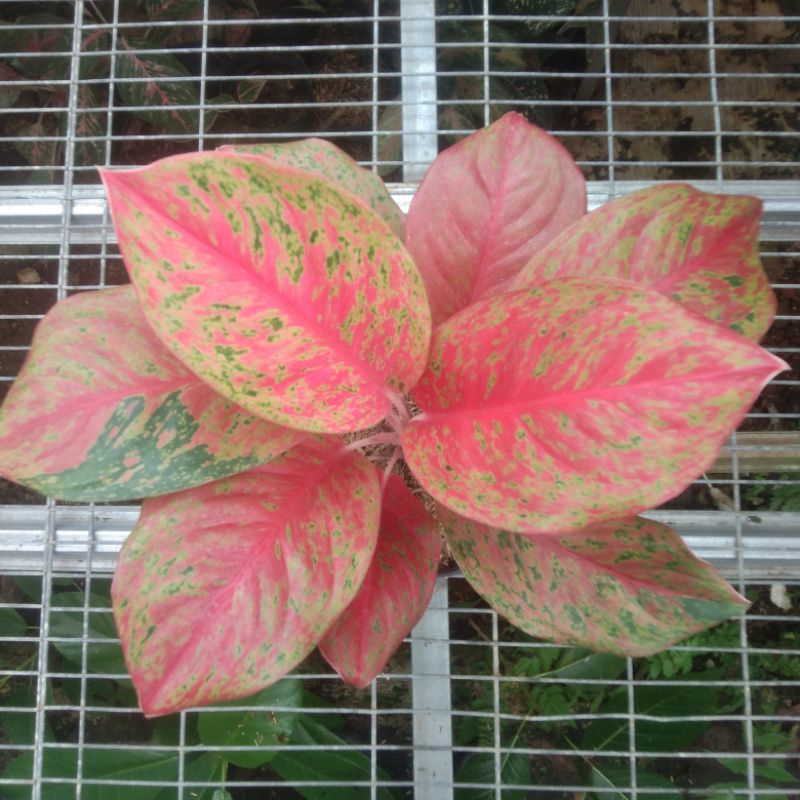 Aglonema Striptis Mutasi