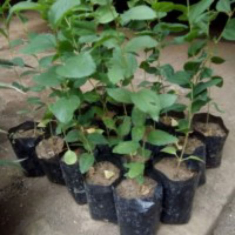 

jual daun encok/daun rematik fresh