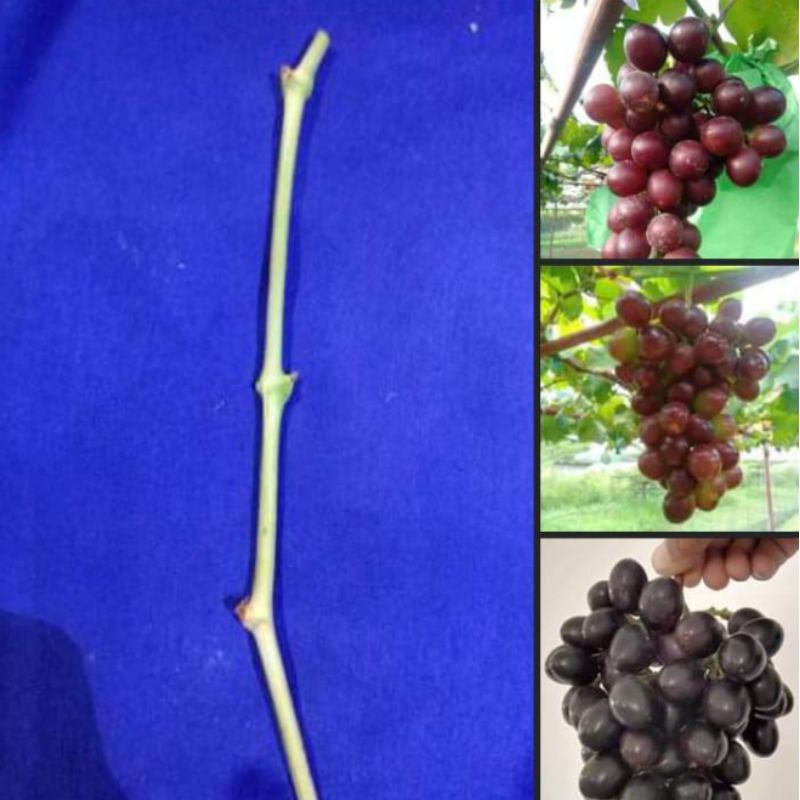 PAKET ENTRES ANGGUR IMPORT 10 VARIAN BEBAS PILIH