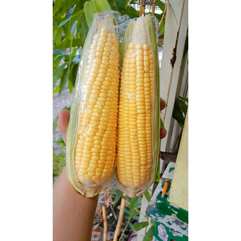 

Jagung Manis