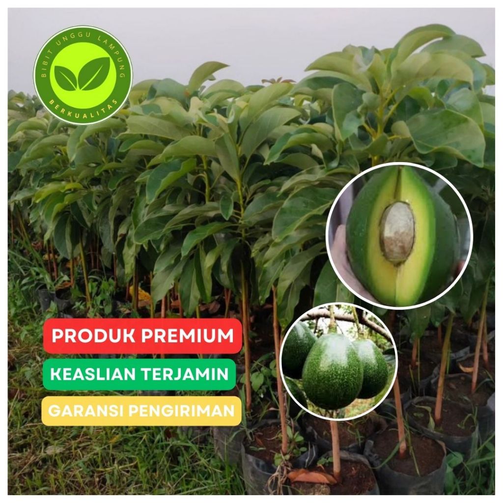 Bibit alpukat miki 1 meter unggul tanaman okulasi samcuk cepat berbuah