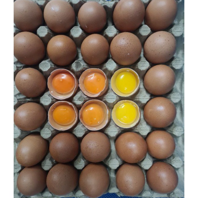 

NRXF8419 PALING AMPUH TELUR AYAM OMEGA 3 FRESH PREMIUM PER KG
