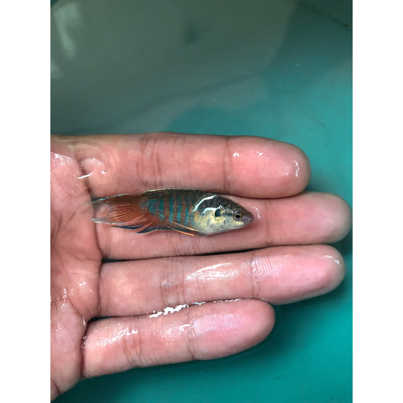 Bibit ikan hias sepat paradise (Macropodus Opercularis)