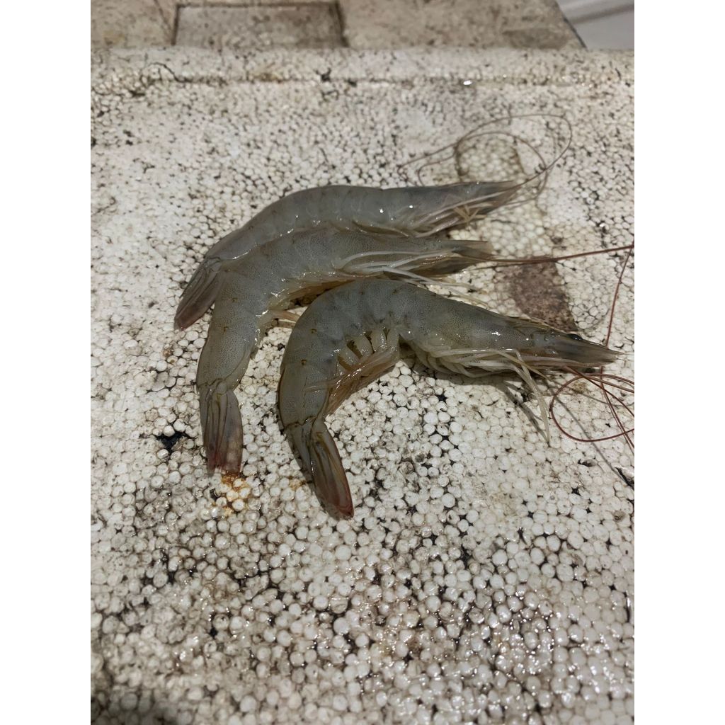 

Udang ukuran Sedang /Udang Vaname/Udang Panami/Udang Tambak