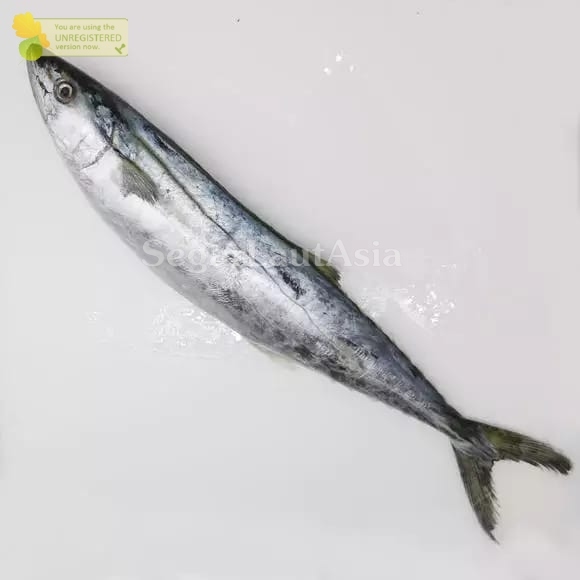 

Ikan Tenggiri 1Kg Ikan Tenggiri Segar Ikan tenggiri Betina Ikan Tengiri