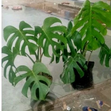 monstera brazilian/ borsigiana