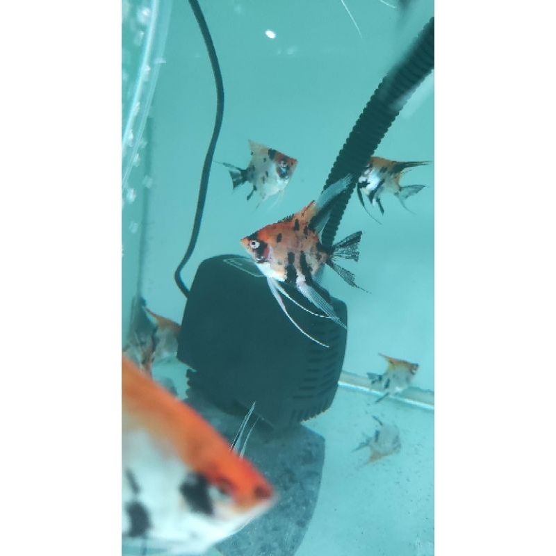 MANFISH RED KOI  3-4 cm