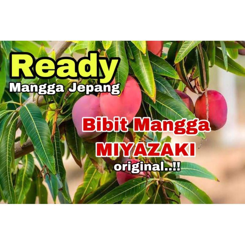 Bibit mangga MIYAZAKI original