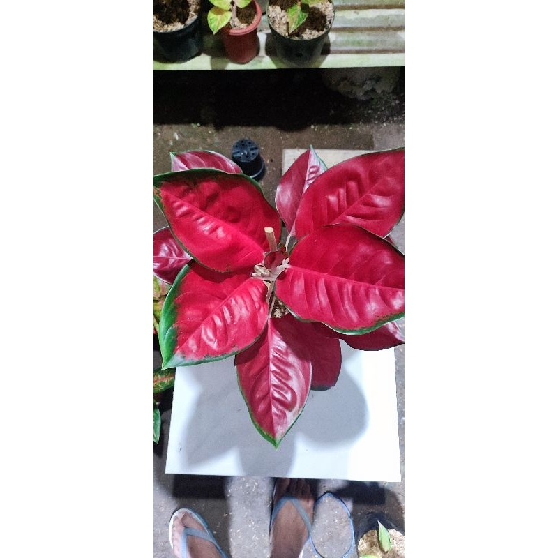 aglonema suksom lokal