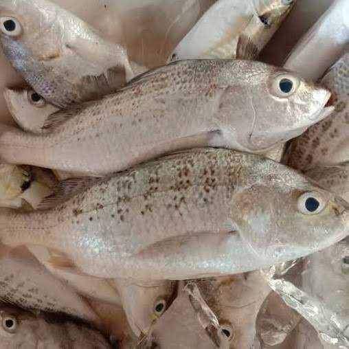 

Ikan Kakap Putih Segar Ikan Kakap Grit 1Kg