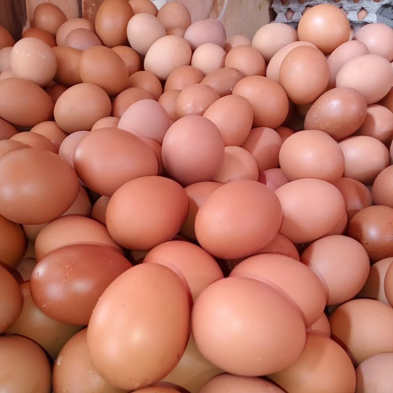 

AY - Telor Ayam Negri 1 kg