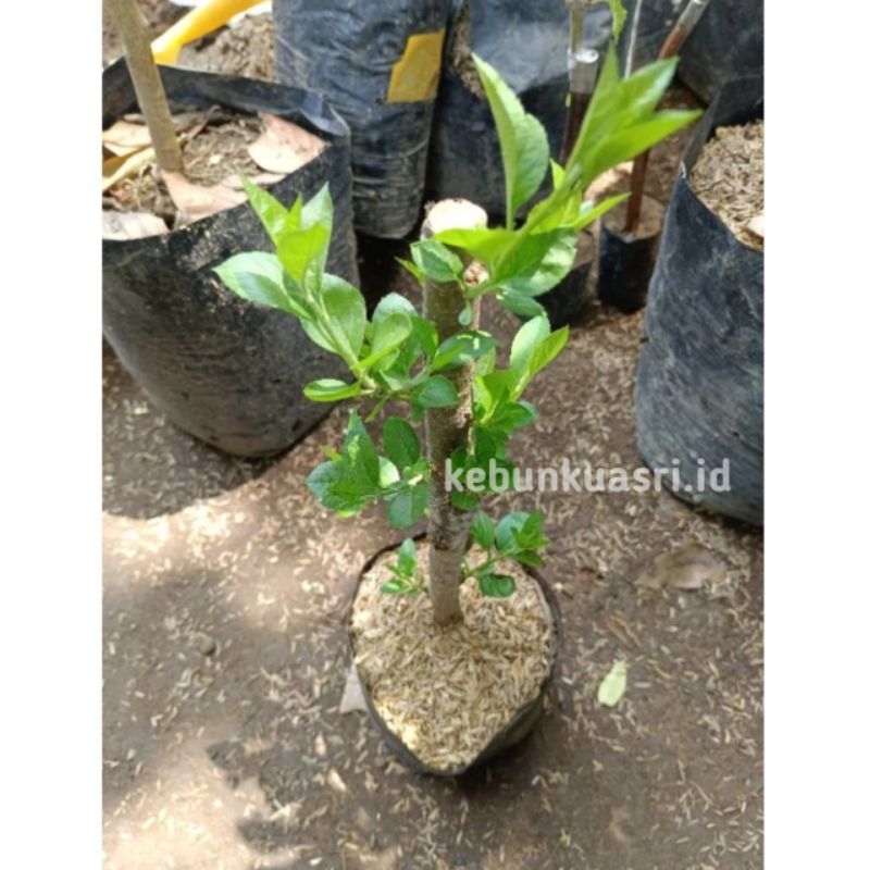 Bibit buah Apel Fuji malang Cangkok batang besar