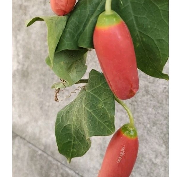 

biji timun tikus Cocinnia 20 biji