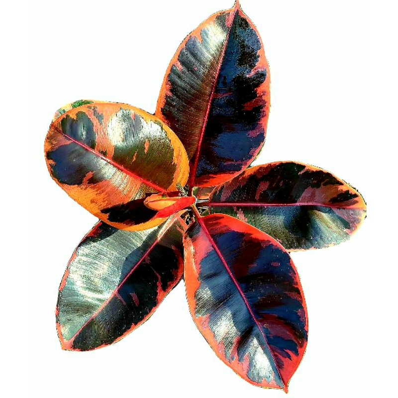 Ficus RUBY Elastica - Tanaman Hias dan Dekorasi