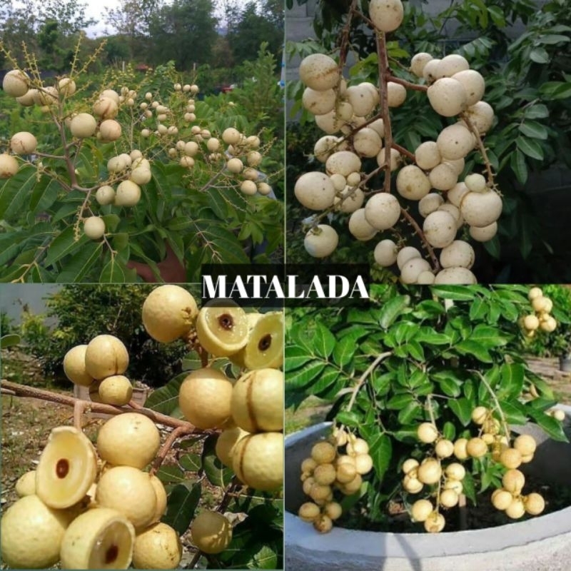 Bibit Kelengkeng Matalada BATANG BESAR