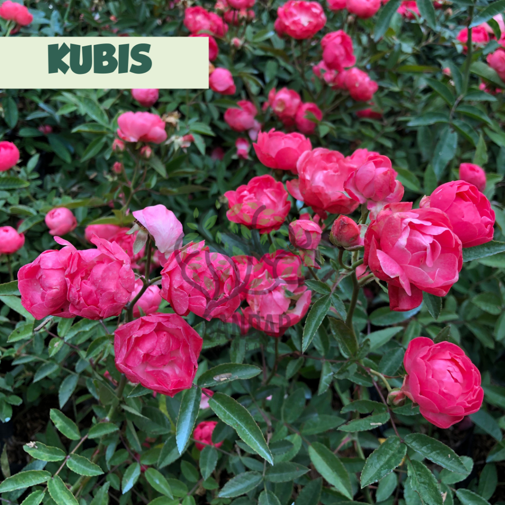 Bunga Mawar Mini Jepang Kubis Merah Tanaman Hias Hidup Berbunga