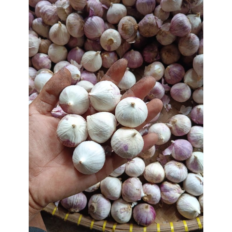 

Bawang putih tunggal 250gram jumbo