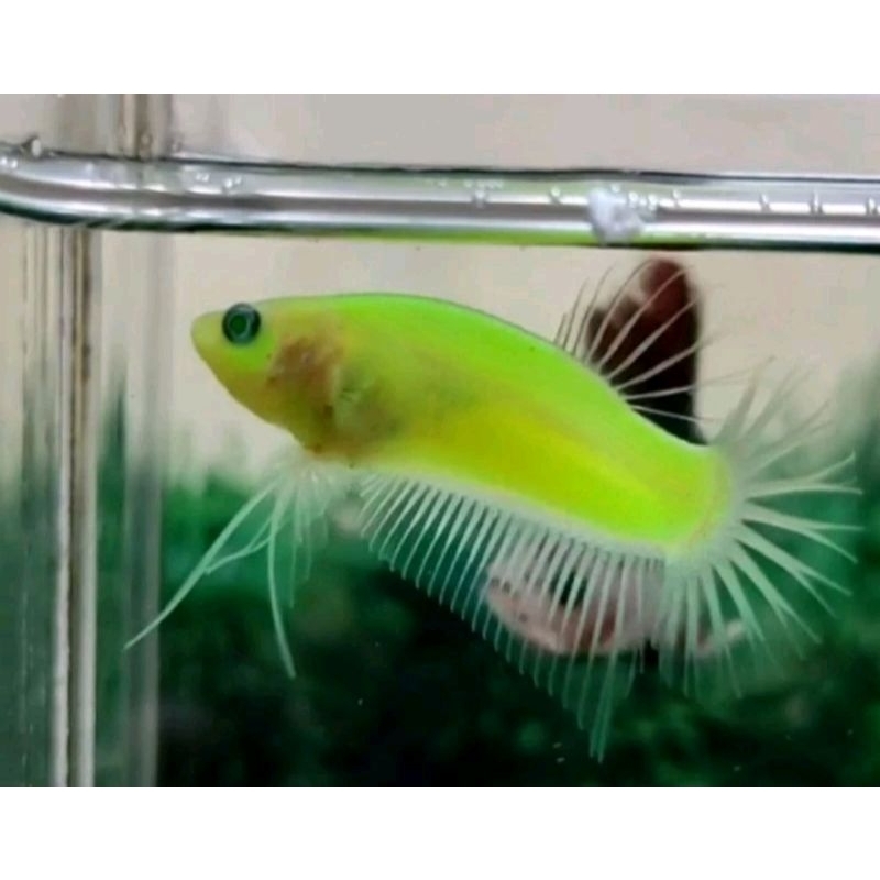 CUPANG NEON PLAKAT BAGUS