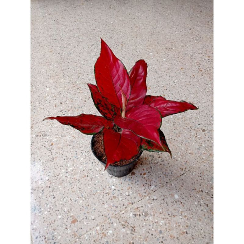 Promo Aglonema Red King Anjamani 3,4,5 Daun Remaja
