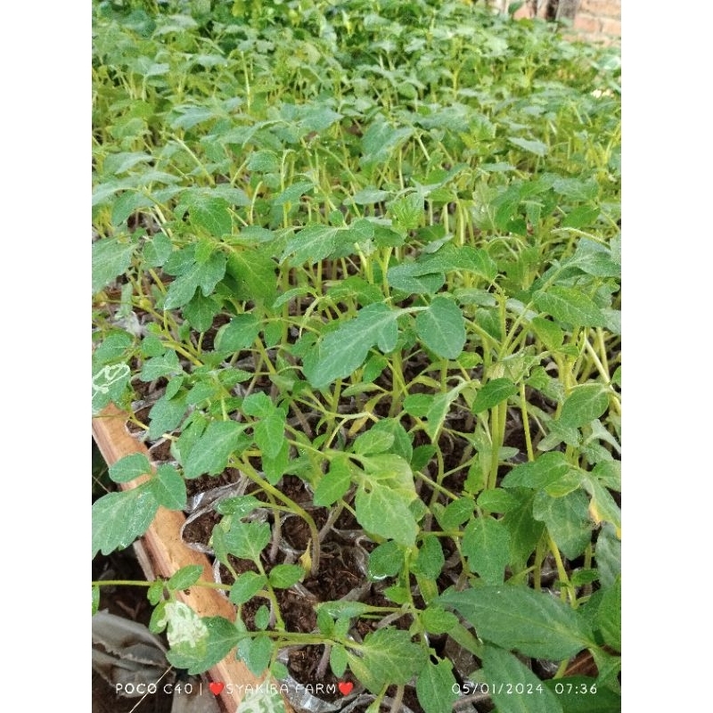 bibit cabe putih cabe rawit cabe setan