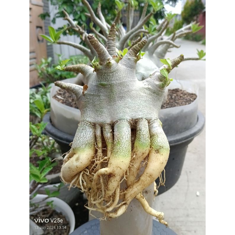 Adenium karakter import id godji black