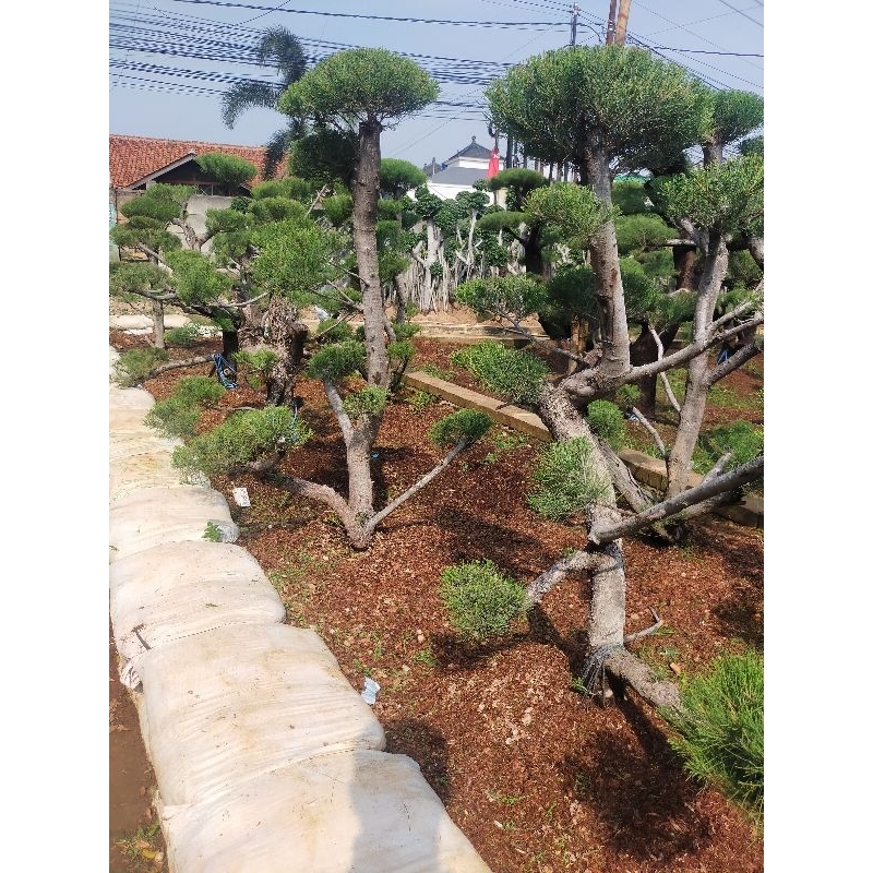 Tanaman bonsai Cemara LINK PESANAN udang ukuran 1,5 meter tanaman Cemara udang bonsai taman minimali