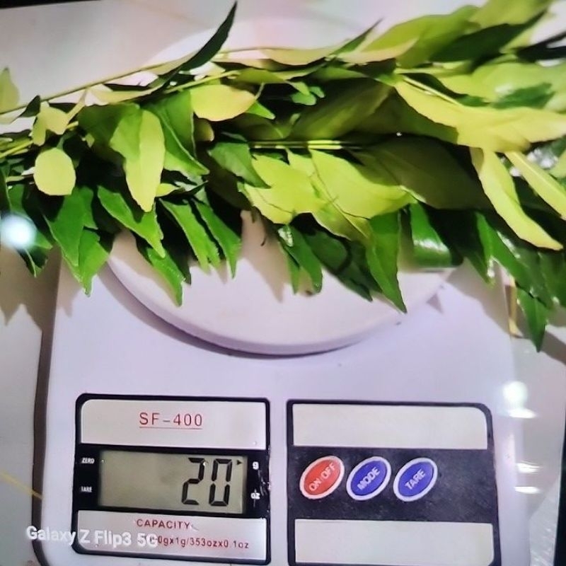 

Daun Kari segar Salam Koja