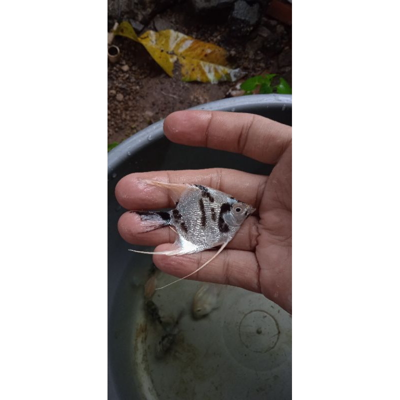 Manfish tricolor size 6cm