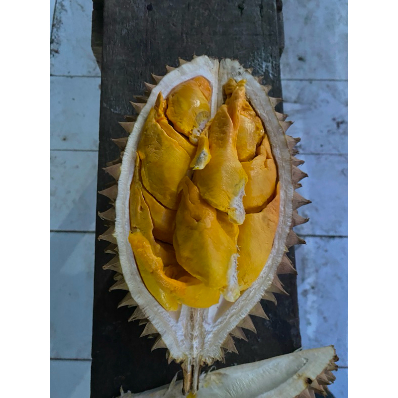 

durian busuk
