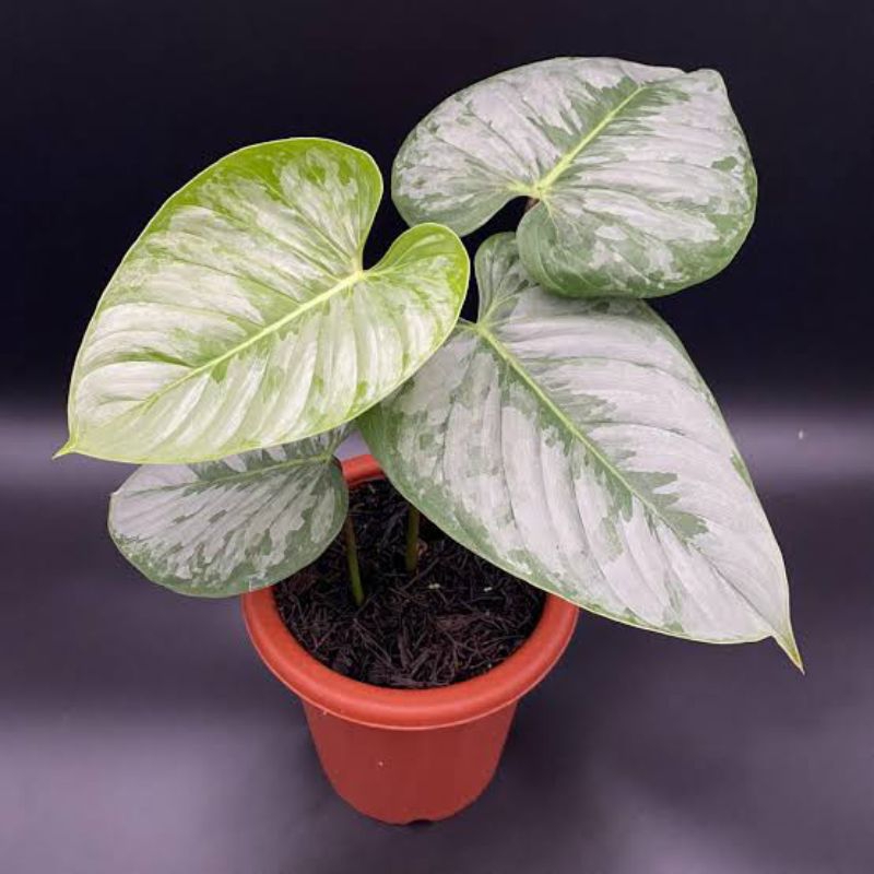philodendron Sodiroi