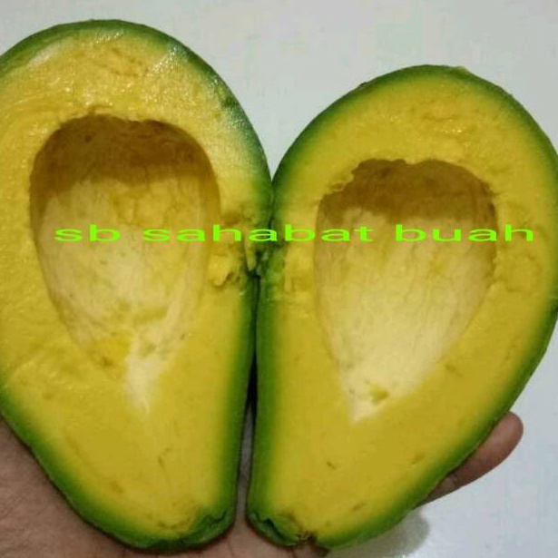 

PAKET LENGKAP BUAH ALPUKAT MENTEGA JAWA TENGAH 1KG