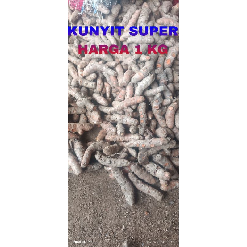 

KUNYIT SEGAR HARGA 1KG