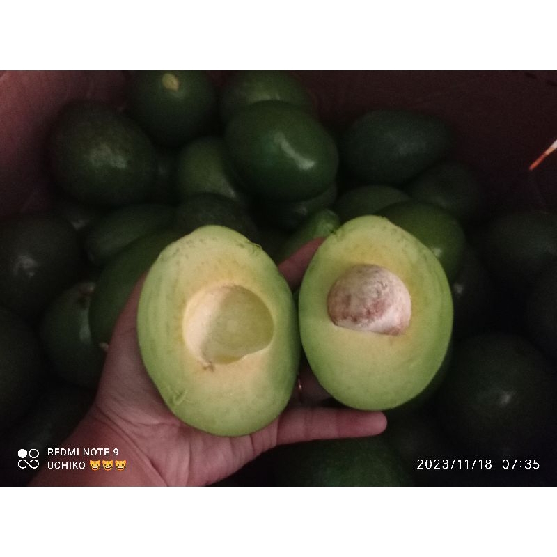 

alpukat mentega adriana