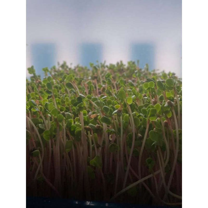 

Microgreen Red Radish 30G