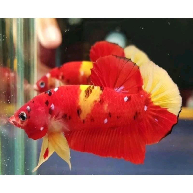 PK CUPANG NEMO KLASIK