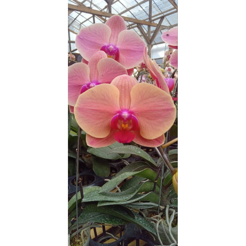 anggrek bulan premium bunga besar