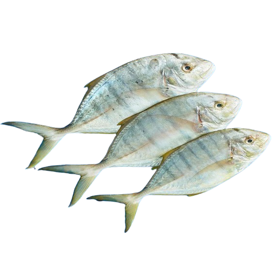 Ikan Kuwe Segar Fresh Ikan Kuwe Manggali 1Kg