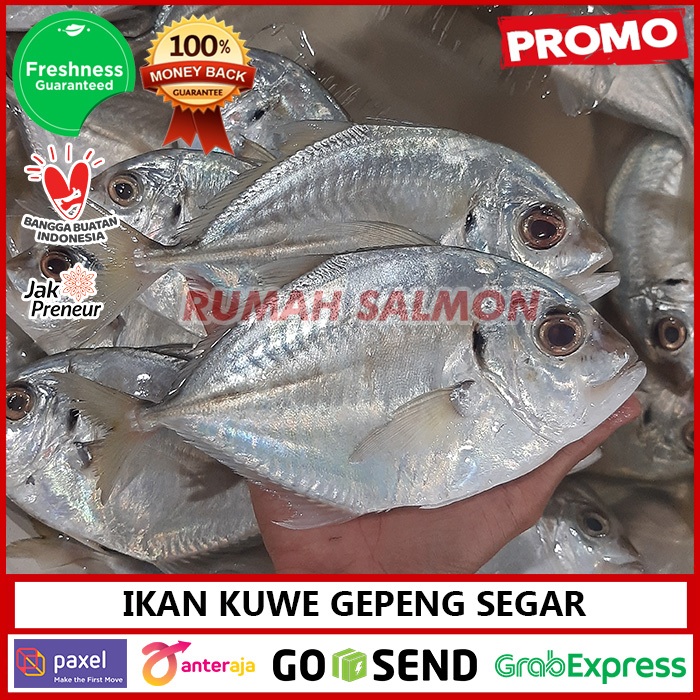 Ikan Kuwe Gepeng FRESH / Kuwe Ikan Segar Harian / Ikan Bakar / Kuwe Seafood