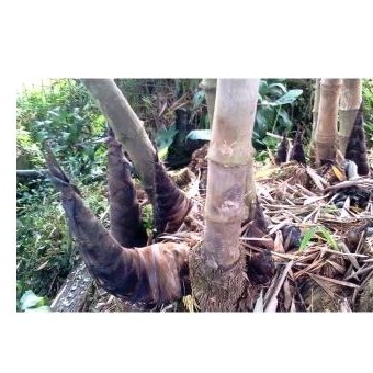 

rebung muda /iwung sayur 800gr