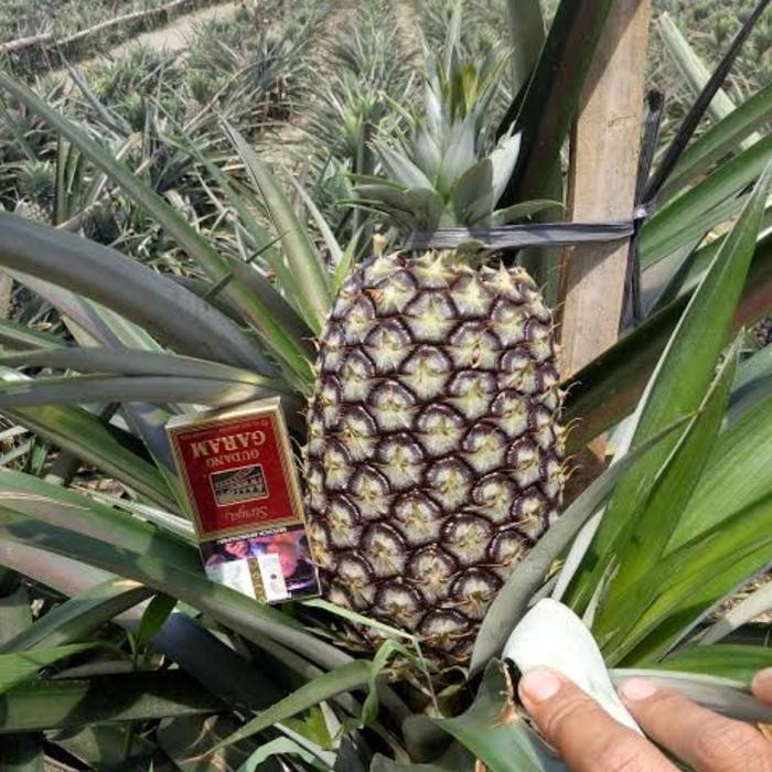 BIBIT TANAMAN TERMURAH BIBIT BUAH NANAS BAGONG// NANAS JUMBO