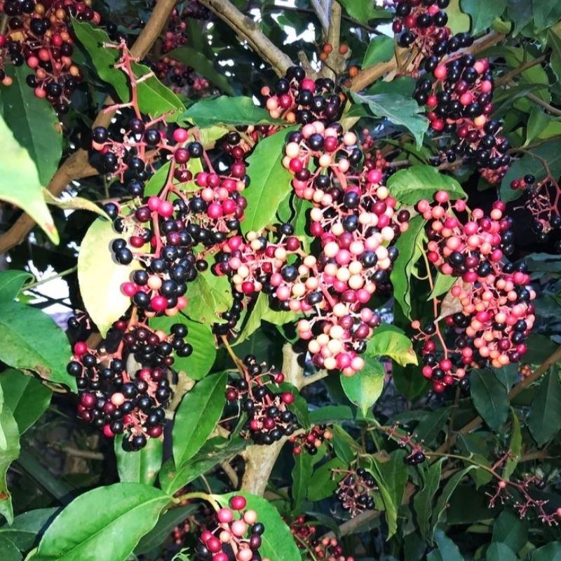 

buah buni || buah huni || buah wuni 1000gram