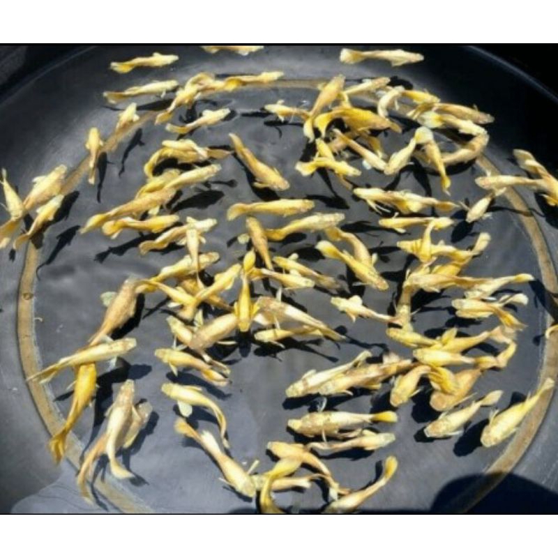

packing seterofom (Guppy albino full gold)