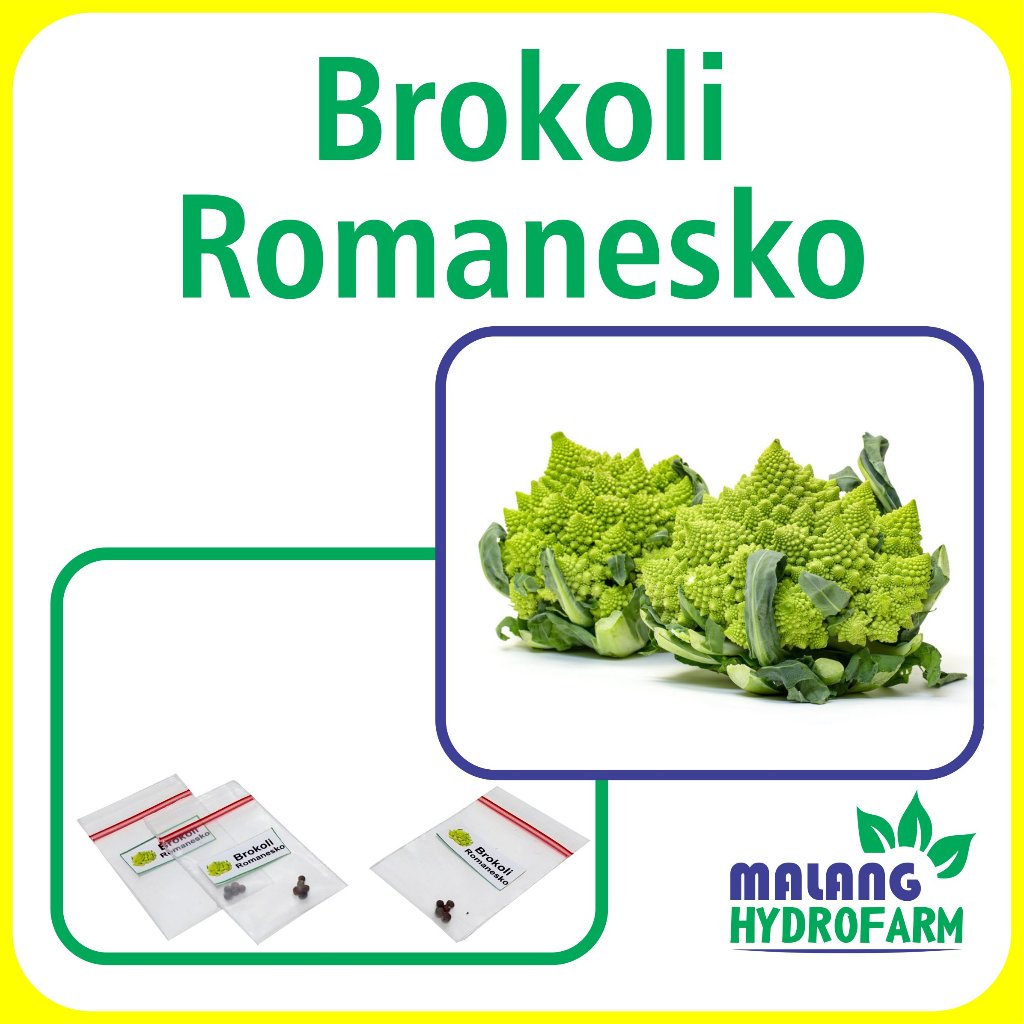 Benih Brokoli Romanesko Unggulan Berkualitas bibit biji repack sayuran sayur romanesco bunga kol rom