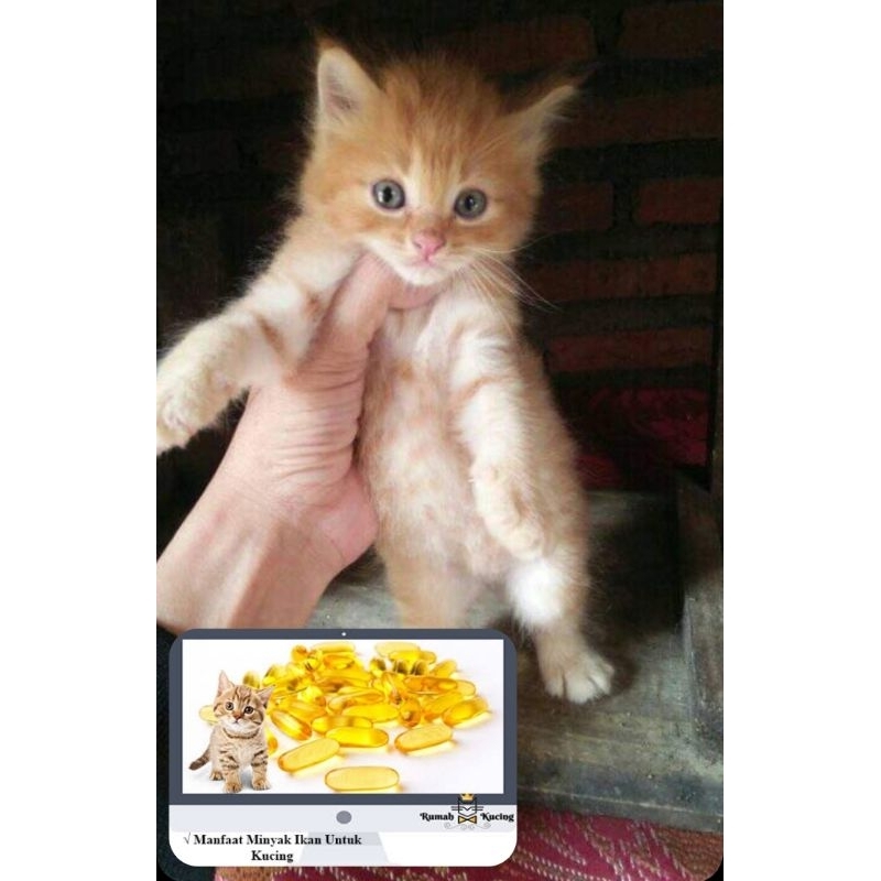 vitam kucing_oren