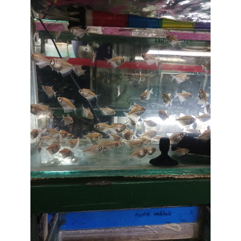 ikan tetra albino