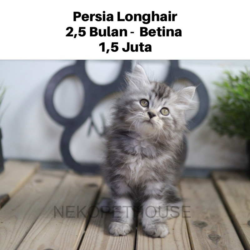 Persia Longhair Kitten Lucu Anak Kucing Persia Adopsi Kucing