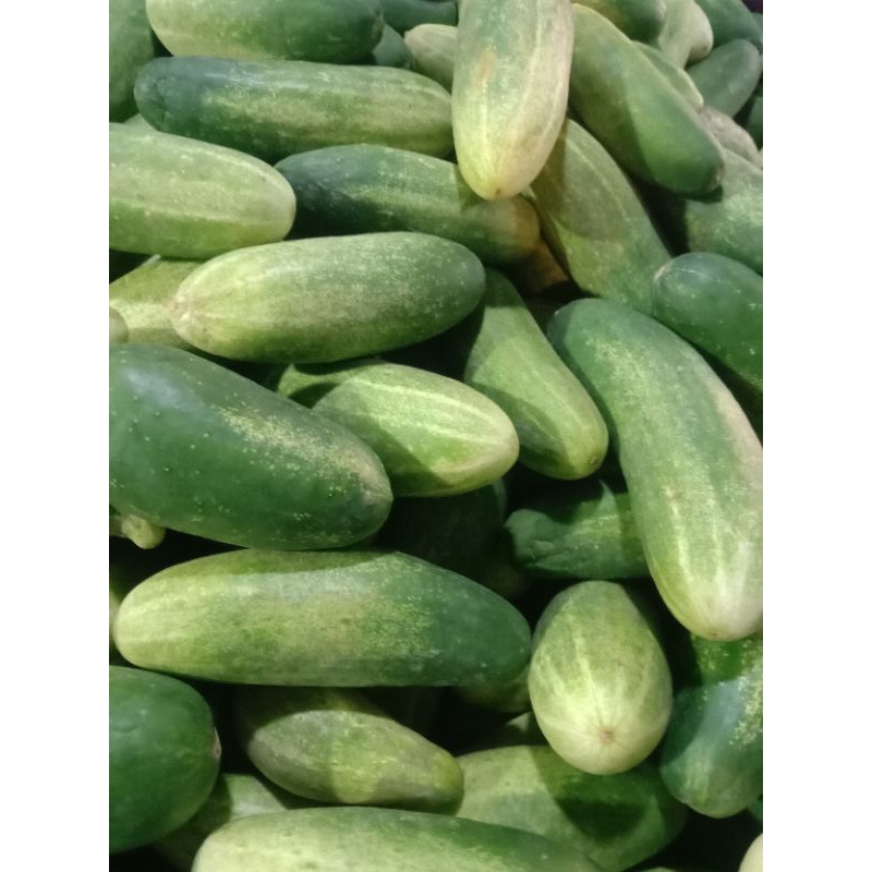 

KETIMUN SEGAR 500g